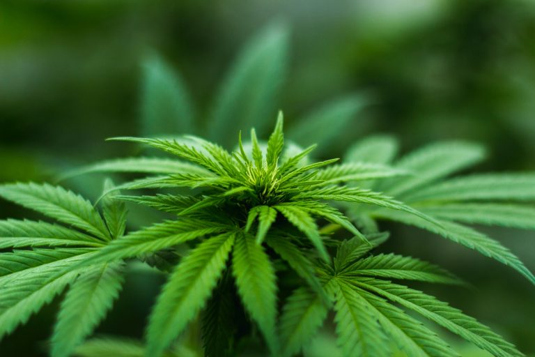 Eckpunktepapier zur Cannabis-Legalisierung